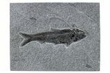 Detailed Fossil Fish (Knightia) - Wyoming #269791-1